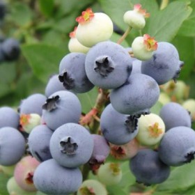 丹东特产蓝莓蓝莓苗