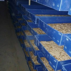 黄粉虫塑料养殖盒生产厂家  量大优惠