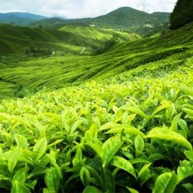 茶叶进口报关清关关税及操作流程