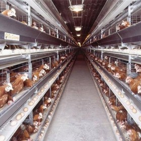 自动化层叠式蛋鸡笼 小型层叠鸡笼源头厂家专业供应