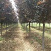 喀什批发供应红叶李 庭院绿化建设