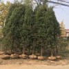 内蒙古出售刺柏1米2米3米4米刺柏价格包种植