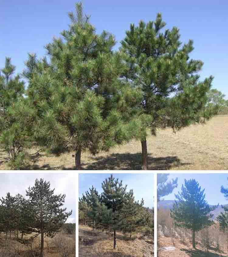青海油松树苗2米高油松树多少钱