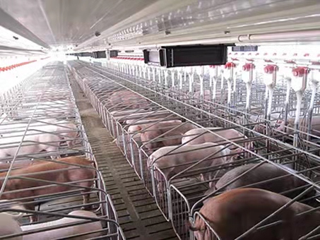 自动喂料线的配件养猪设备生产厂家