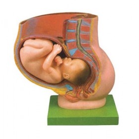 益联医学骨盆含妊娠九个月胎儿模型