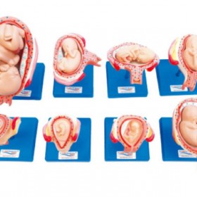 益联医学妊娠胚胎发育过程模型（8件/套）