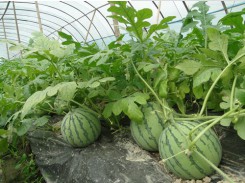 西瓜专用膜在农业中的应用优势